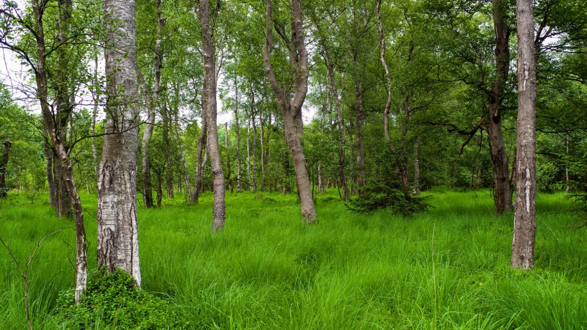 alte Moorbirken im Naturschutzgebiet "Kleines Bruch"