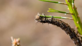 Raupe an Kiefernnadeln