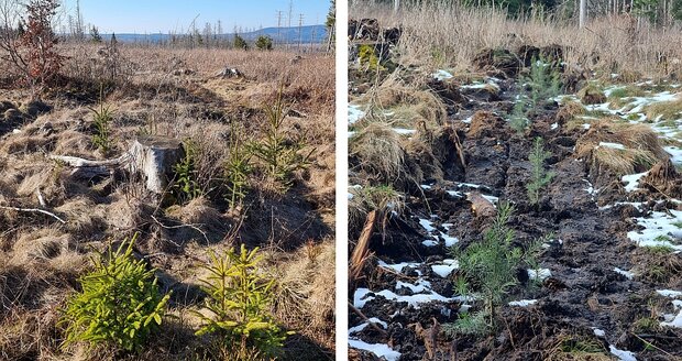 kleine Fichten aus Naturverjüngung links, gepflanzte Douglasienreihe rechts