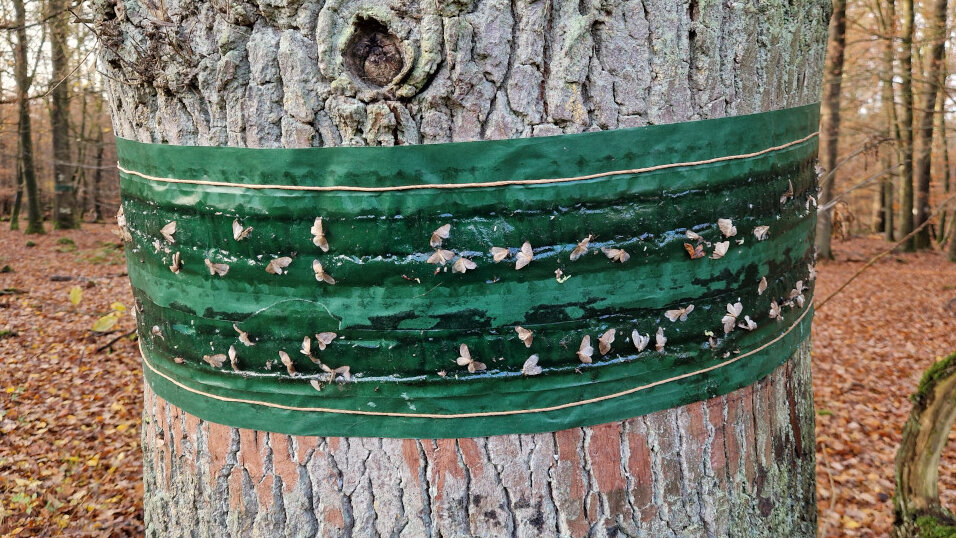 Auf einem Leimring um einen Eichenstamm kleben viele kleine Frostspanner.
