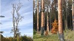 Trocknisschäden an einzelnen Bäumen (Foto: J. Evers)