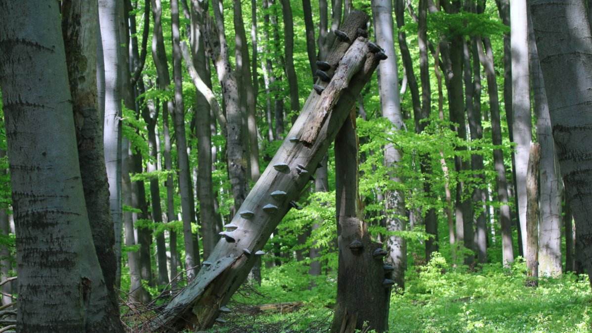 Laubwald mit viel Totholz