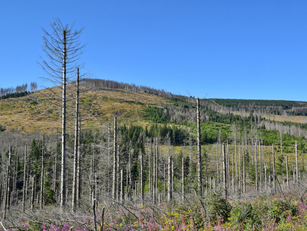 Tote Fichten vor aufkommender Naturverjüngung