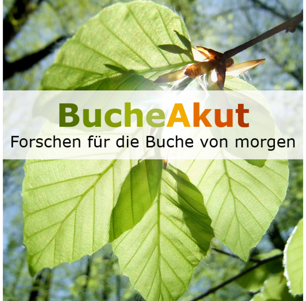 Logo BucheAkut