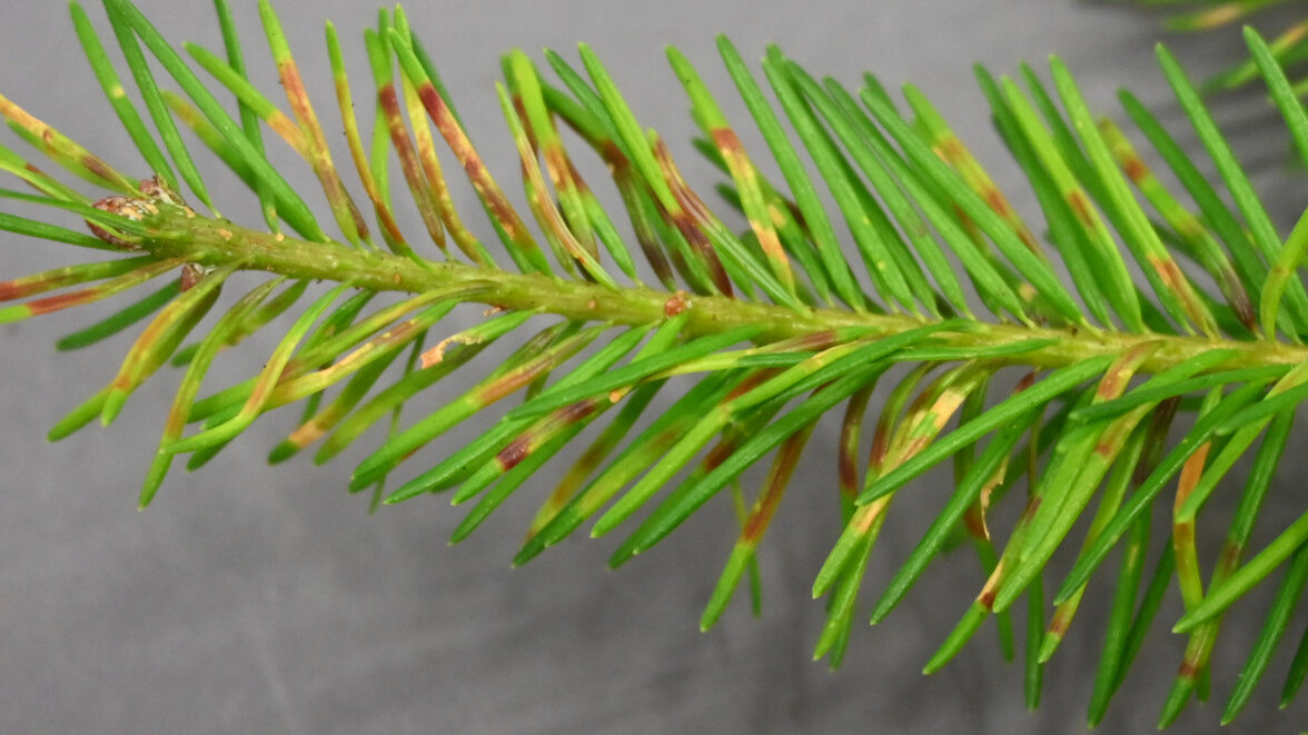 Douglasienzweig mit gelb-roten Sprenkeln durch Befall der Douglasien-Gallmücke