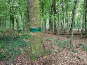 Leimring um einen Baum