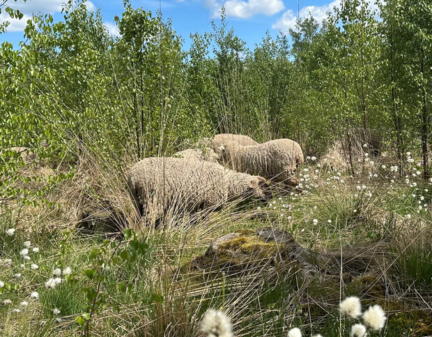 Schafe im Moor