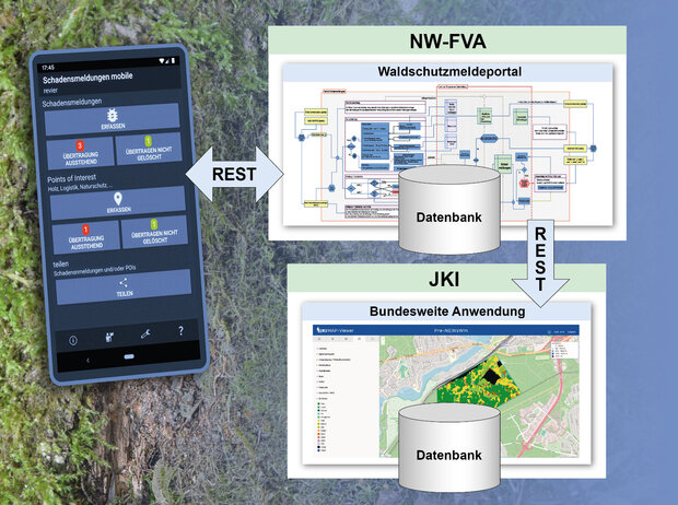 Das Bild zeigt ein Handy mit der App des Waldschutzmeldeportals und die dahinter liegenden Datenbanken der NW-FVA und des JKI.