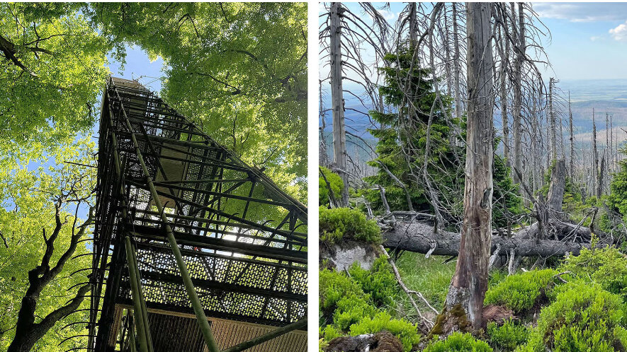 Forschungs-Turm im Wald und Waldbild mit vielen toten Bäumen
