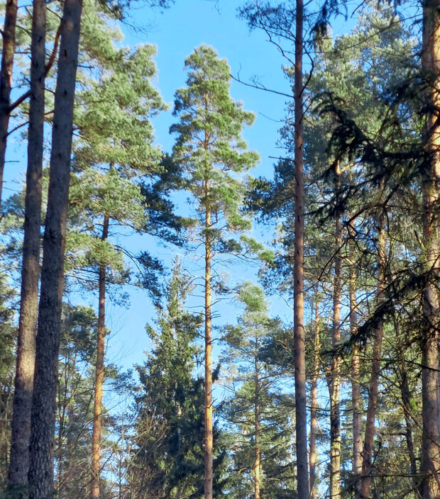 Eine Kiefer inmitten eines Waldbestandes