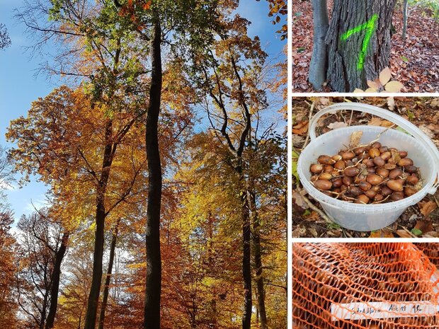 Collage von Fotos: Saatgutbäume und Saatgut im Eimer und in Netzen