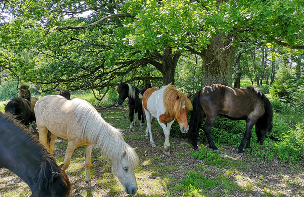 Ponys im Laubwald