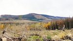 Wald-Landschaft im Harz, welche sehr viele Freiflächen und vom Borkenkäfer befallene Waldbestände aufweist (Foto: A. Sommerfeld).