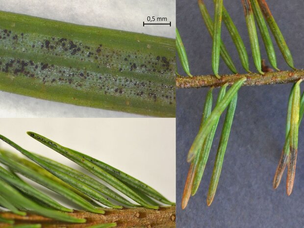 bräunlich verfärbte Unterseite von Douglasiennadeln