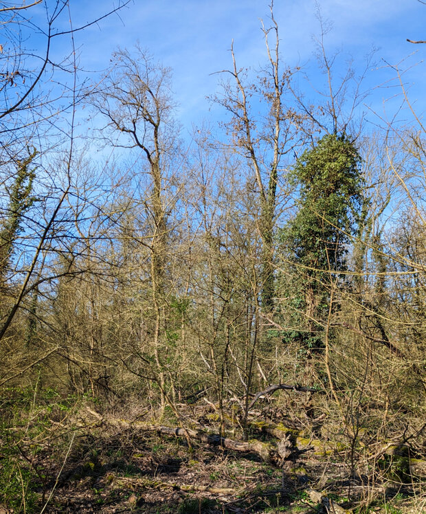 Bäume im Hessischen Ried