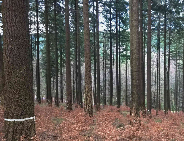 viele kleine Buchenpflanzen unter hohen Douglasien