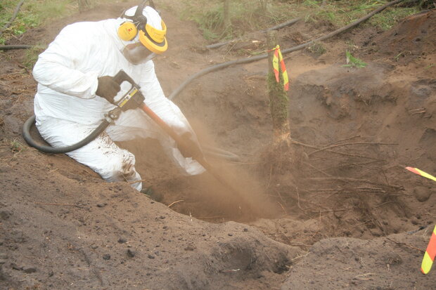 Person im Schutzanzug legt Eichenwurzel mit Druckluft frei