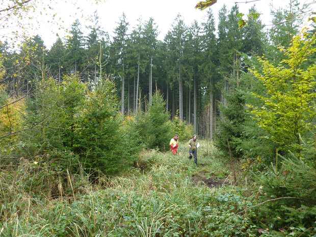 Verjüngungsfläche im Wald