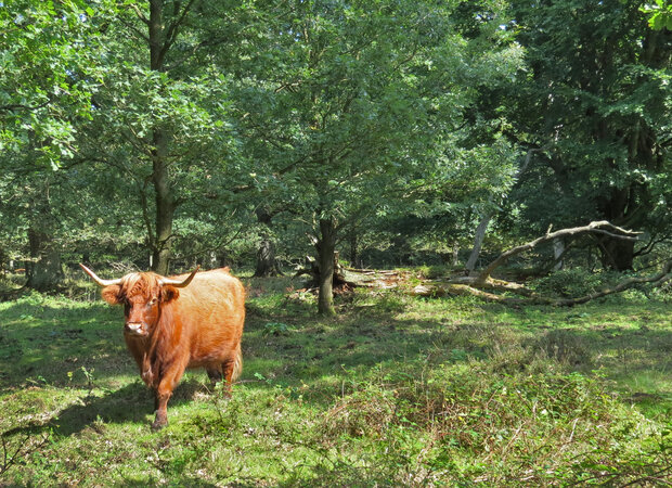 Ein schottisches Hochlandrind in einem Hutewald.