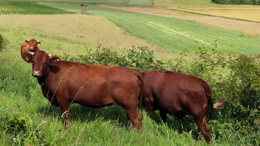 Rinder am Waldrand