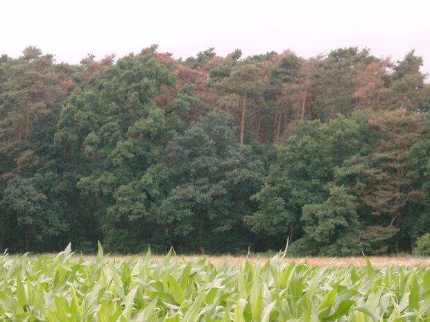 Waldrand mit teils braunen Kiefern
