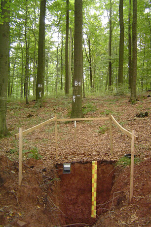 ein exakt gestochenes Loch im Waldboden gibt Aufschluss über den Zustand des Bodens