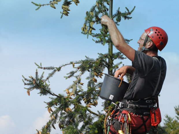Ernte von Douglasien-Zapfen durch einen Kletterer im Baum.