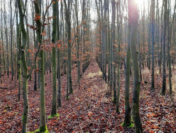 junge Buchen in Reihen im Herbst/Winter