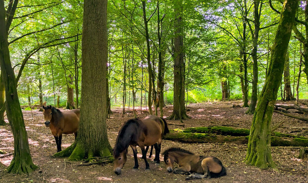 braune Ponys im Wald