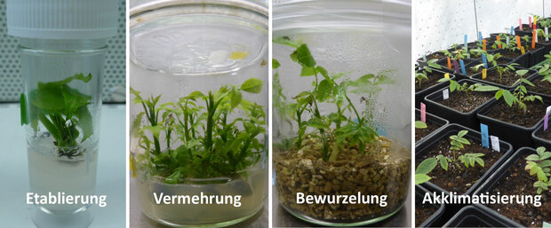 Verschiedene Stadien von sehr jungen Bäumchen