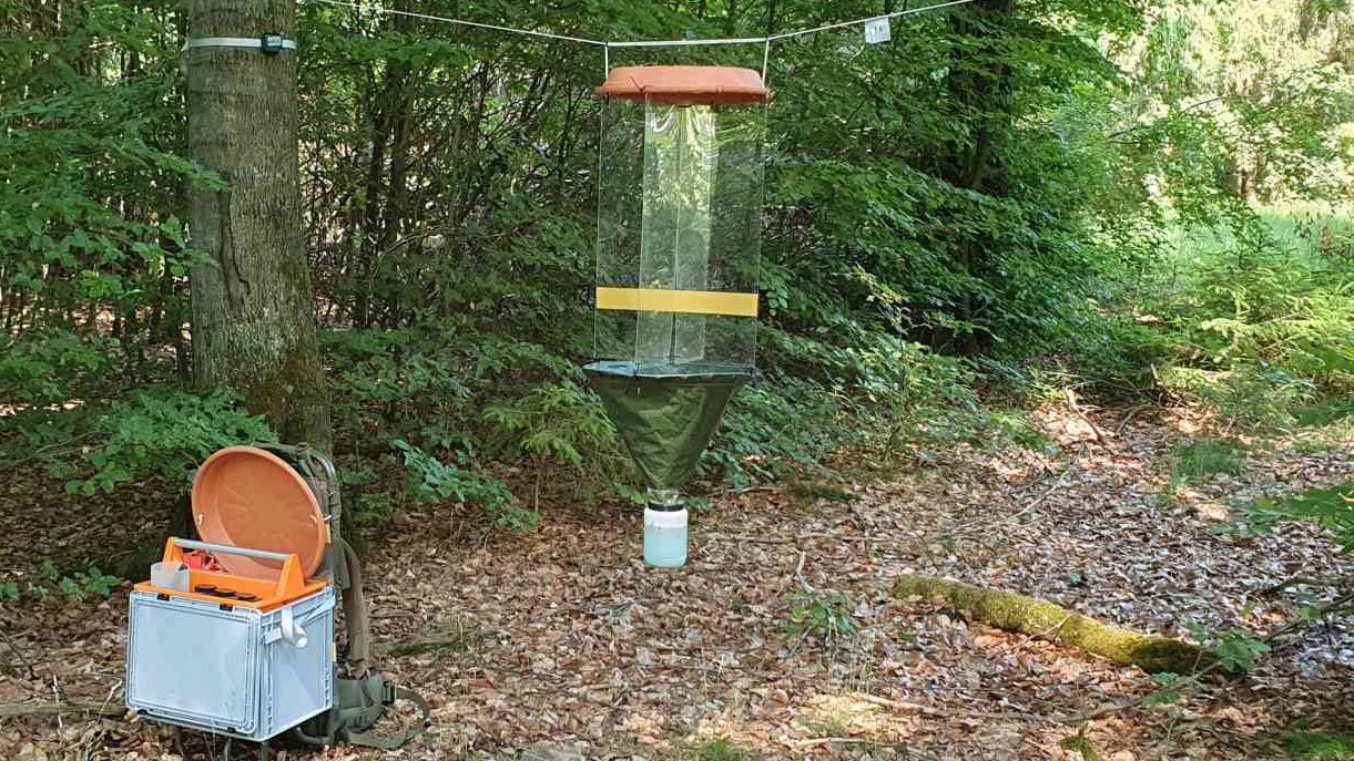 Zwei Insekten-Fallen in einem Laubwald